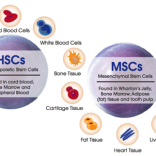 Regenerative Medicine – Stem Cells ( MSC )